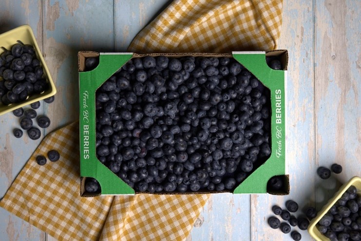 B.C. blueberries in a box ready for shipment.