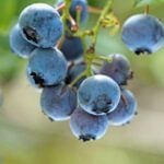 Blueberry