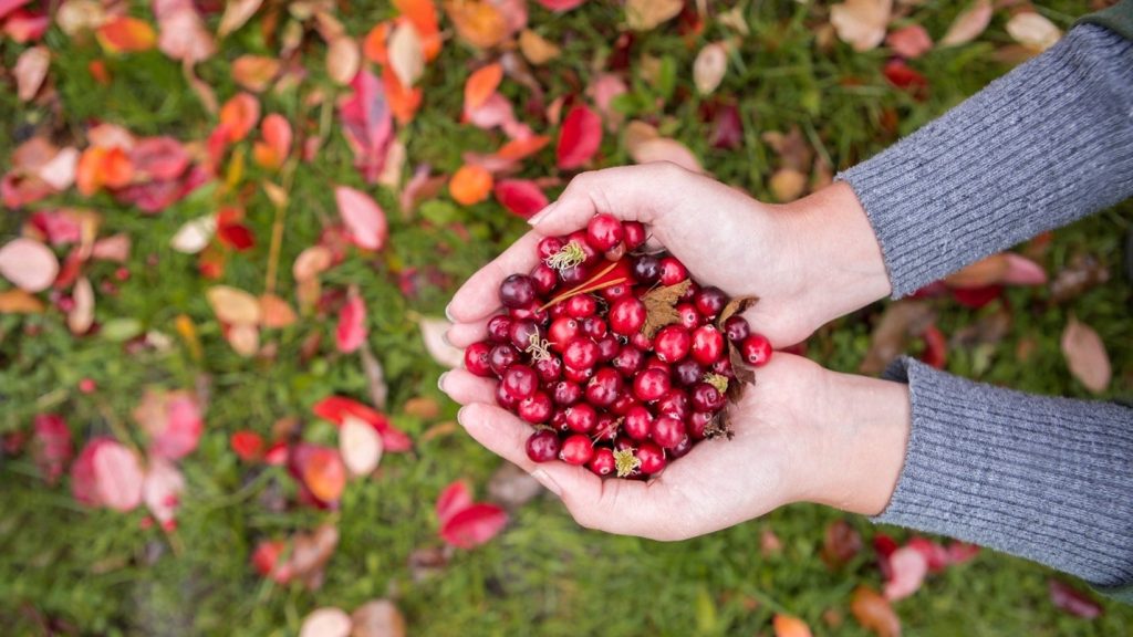 Cranberries in B.C.
