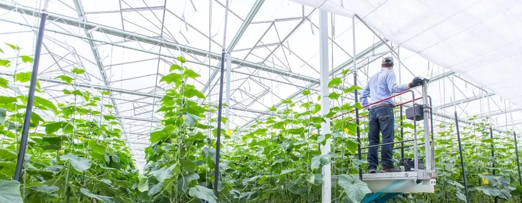 Commercial agriculture in BC - Greenhouses