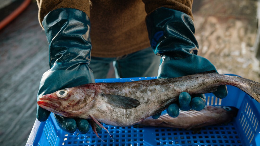 B.C. fish on a fishing boat.