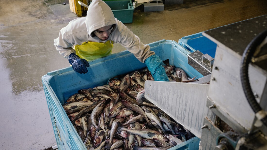 Person counting fish with a machine after it has been caught.