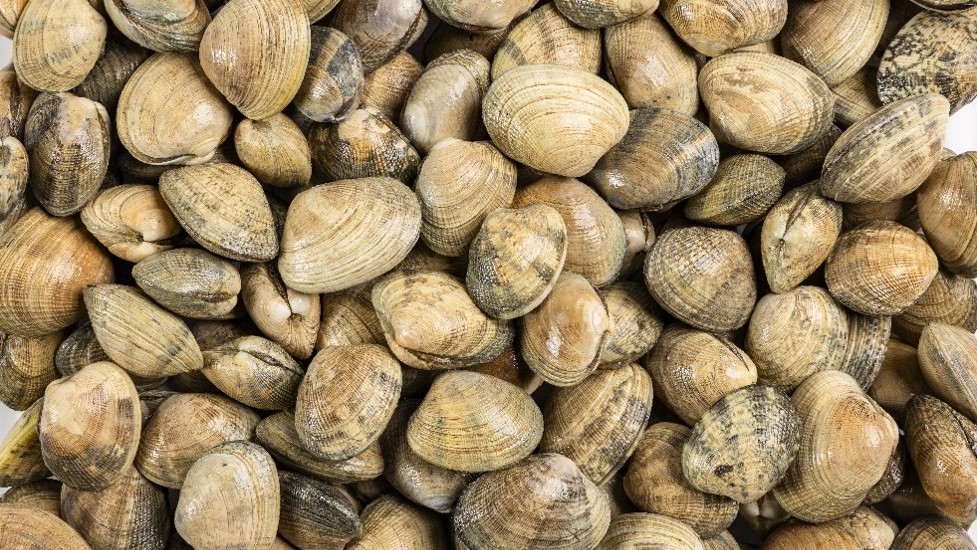 B.C. Manila Clams closeup