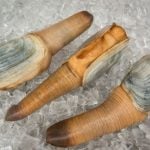 A close-up of three geoduck clams on ice.