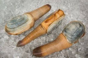 A close-up of three geoduck clams on ice.