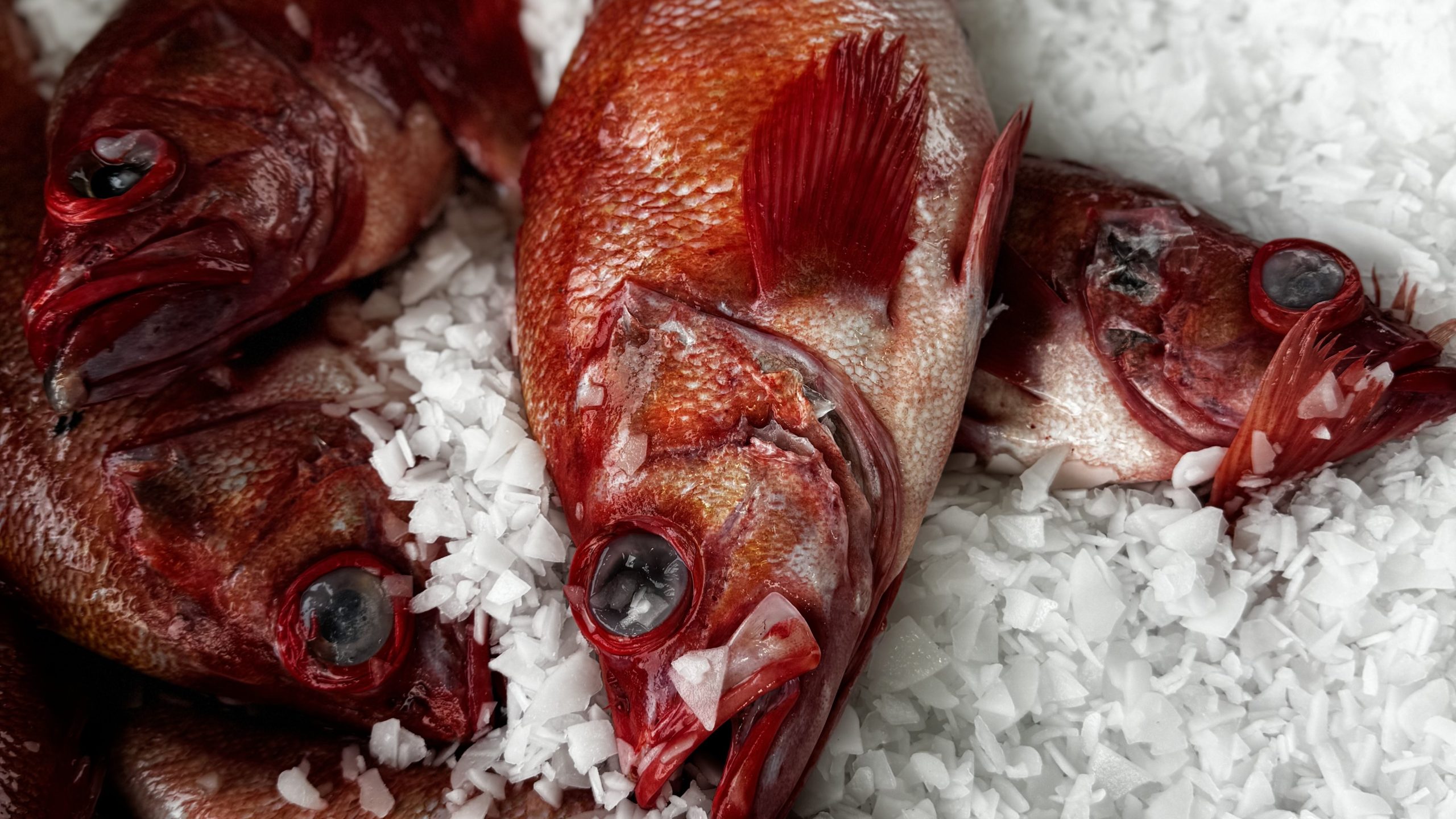 Pacific Ocean Perch