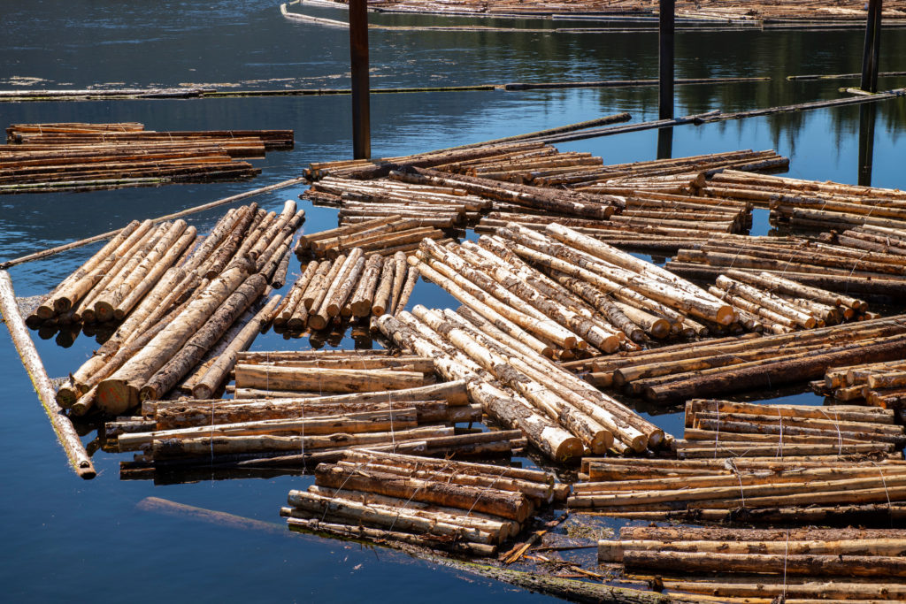 prince rupert forestry