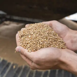 Hands holding grains.