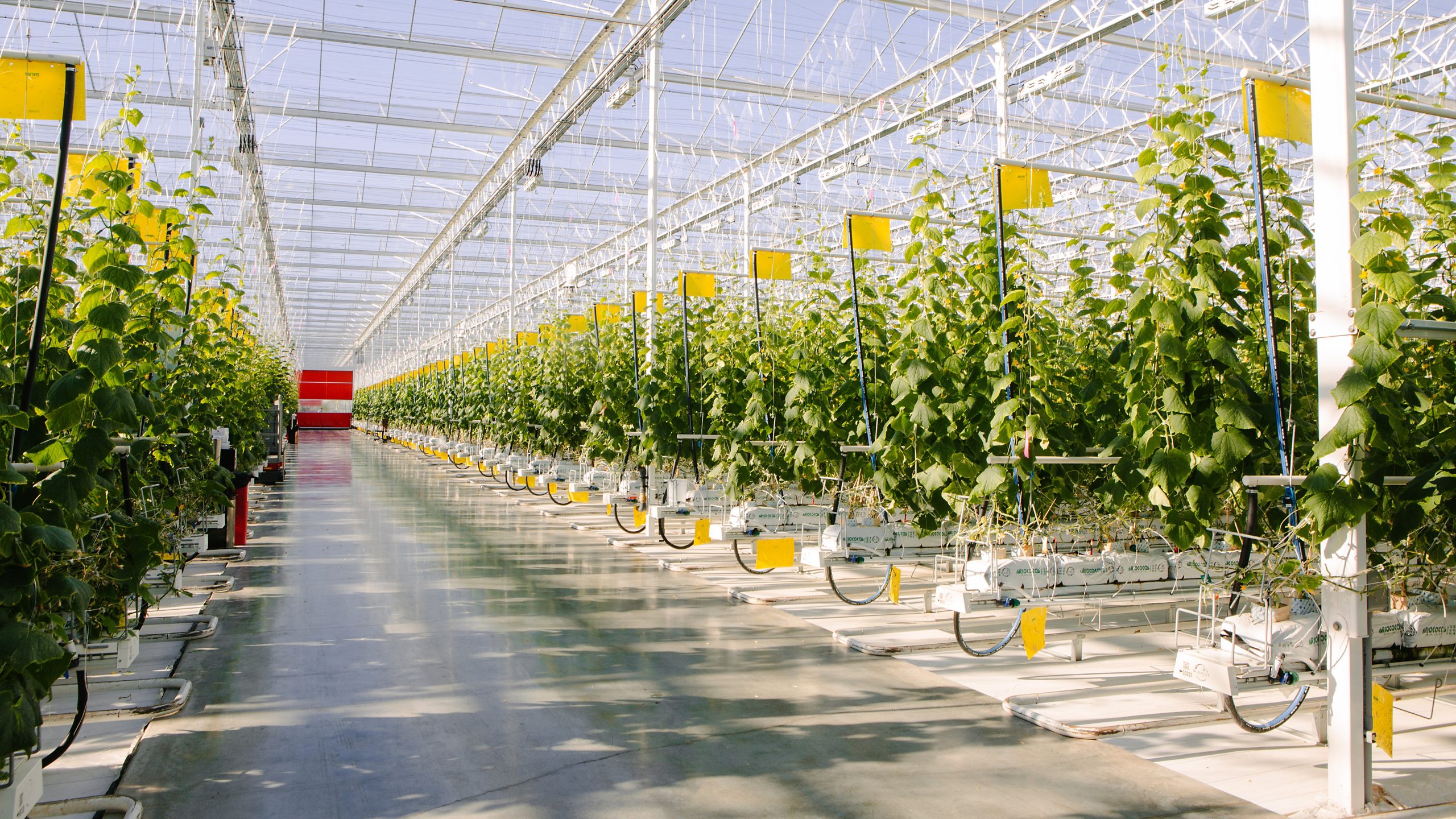 Windset farms greenhouse