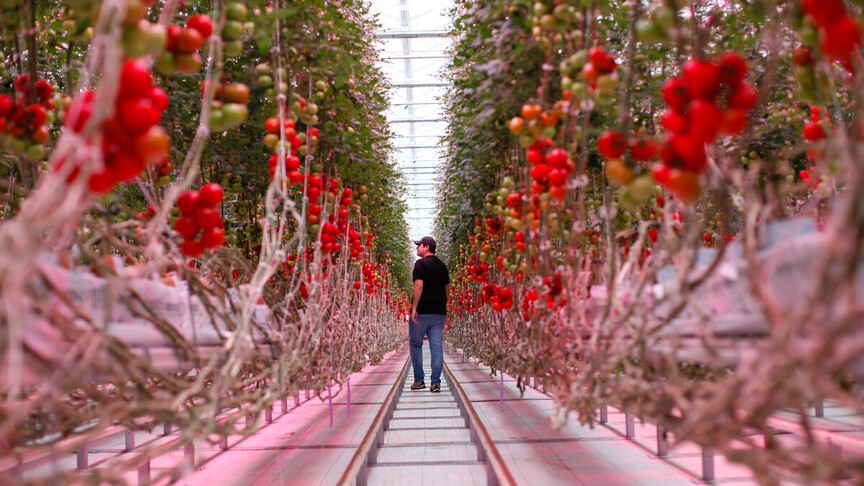 Windset Farms greenhouse tomatoes