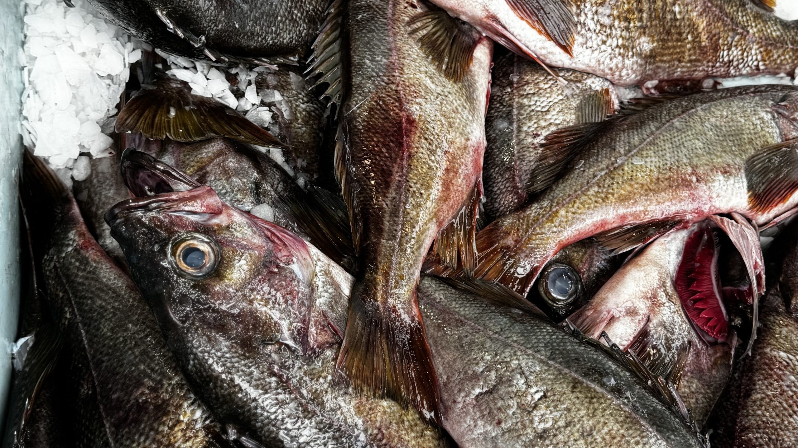 Yellowtail Rockfish