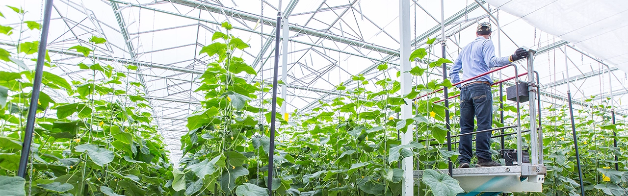 Commercial agriculture in BC - Greenhouses