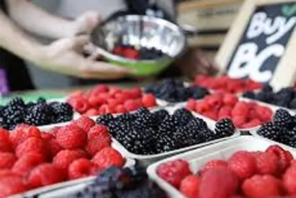 Blackberries and Raspberries - BC fruit