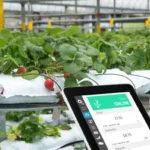 Smart agriculture, farm , sensor technology concept.