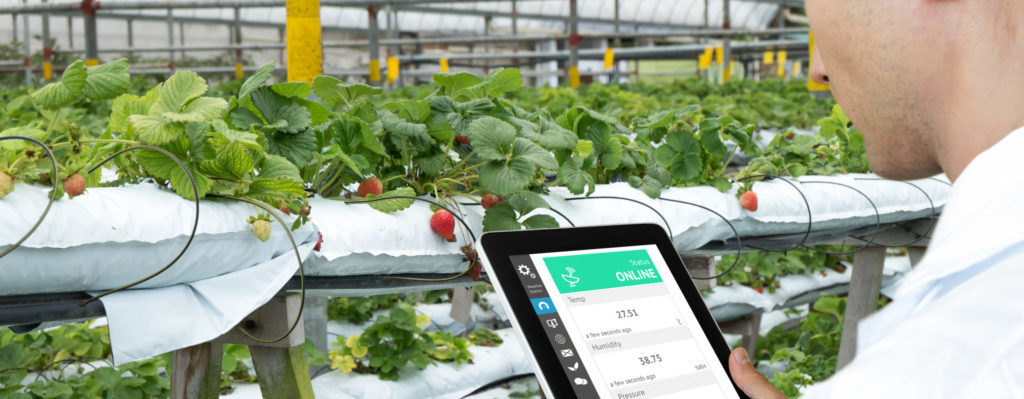 Smart agriculture, farm , sensor technology concept. Farmer hand using tablet for monitoring temperature , humidity , pressure , light of soil in strawberry farm.