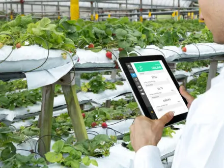 Agri Tech in Action - Tablet in Greenhouse