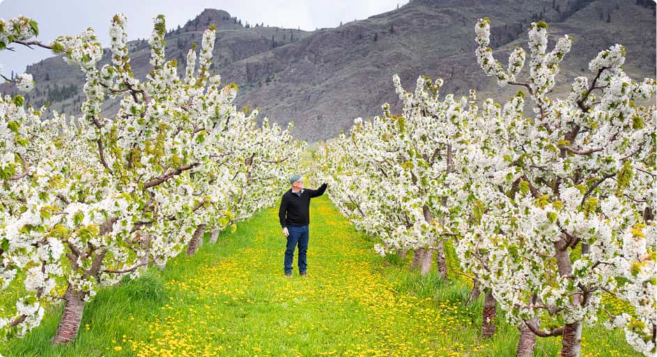 Canada Keremeos, fruit farmer in cherry tree grove
